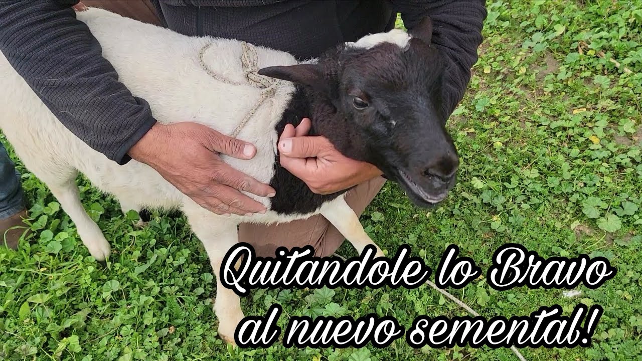 PREPARANDO al nuevo SEMENTAL en el RANCHO 