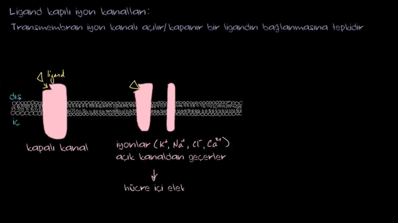 Ligand Kapılı İyon Kanalları (Biyoloji / Hücreler)