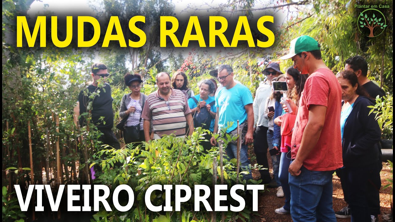 Mudas Nativas e Exóticas no Tur pelo Viveiro Ciprest com Pedra 90