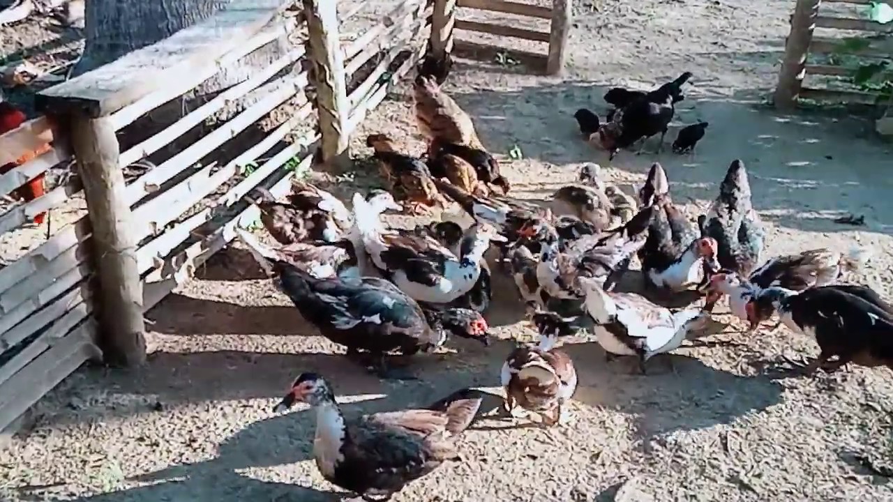 Free Range Duck Raisng