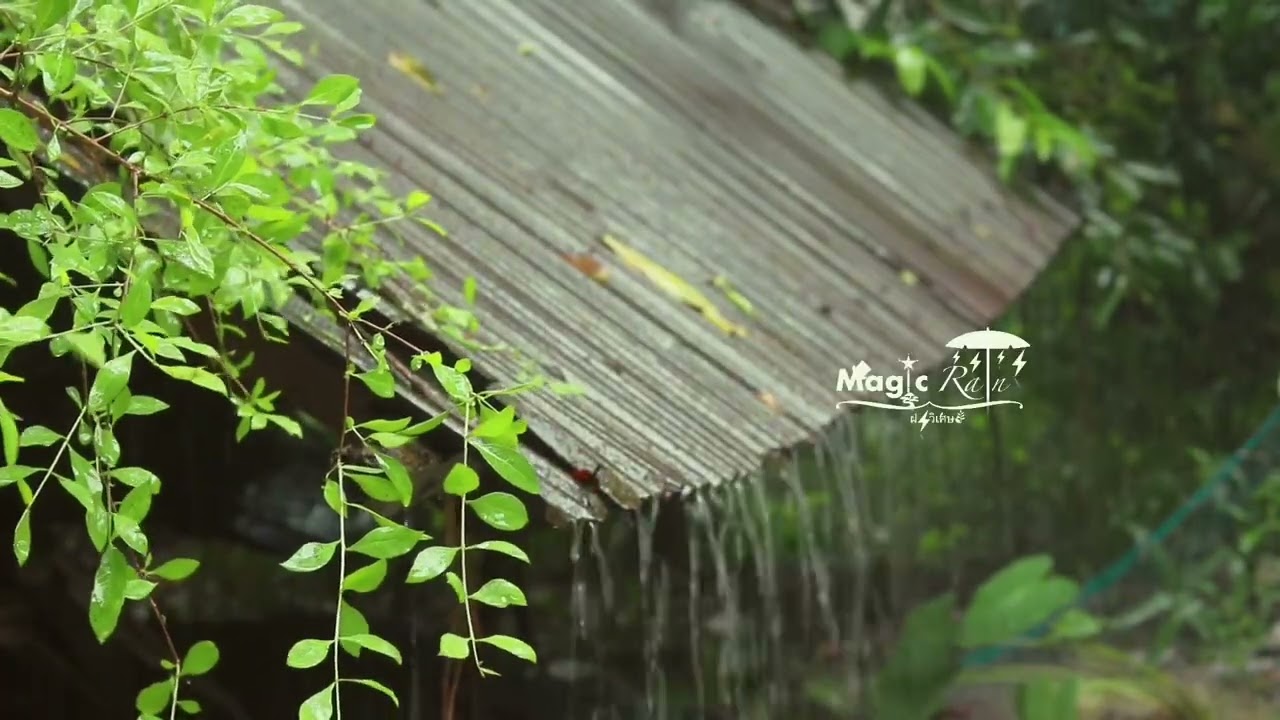ฝนตกกระทบสังกะสี ในป่า ทำให้หลับสบายผ่อนคลายความกังวลฟัง ยาว 5 ชั่วโมง