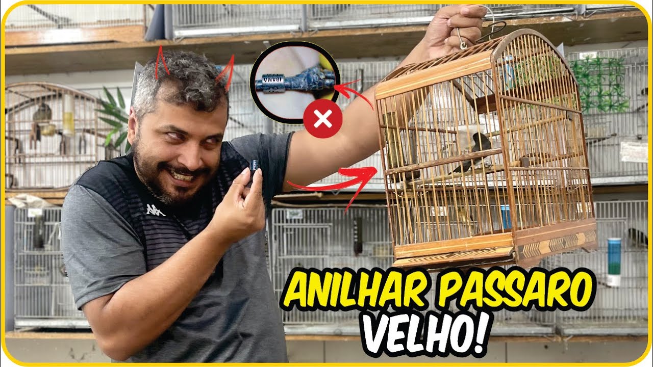 Como por ANILHA DO IBAMA em pássaro já VELHO!