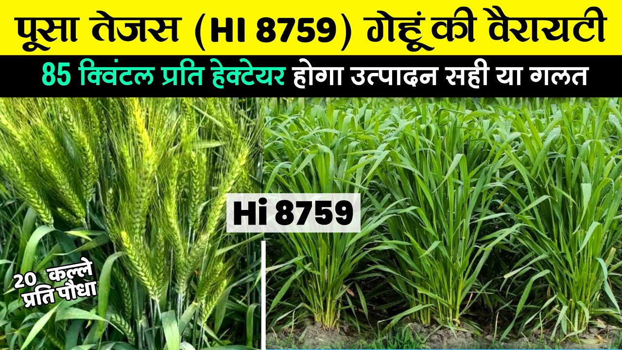 पूसा तेजस गेंहू | Hi 8759 वैरायटी | कितना उत्पादन | pusa Tejas Variety | gehu ki kheti kaise kare