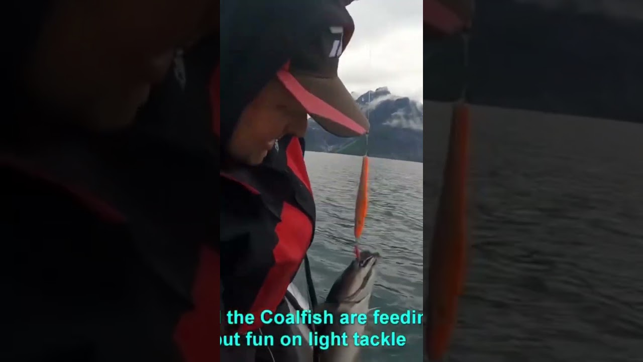 Coalfish with Saltist Slow Pitch rods