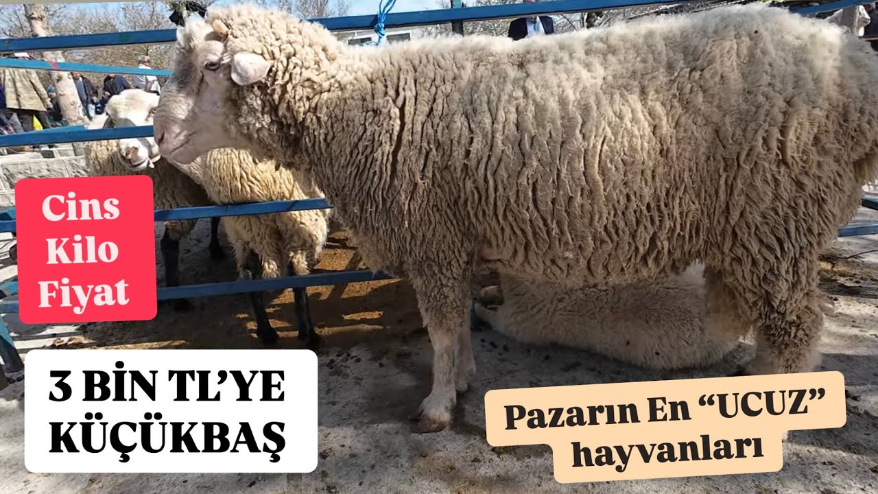 CANLI HAYVAN PAZARI KURBANLIK FİYATLARI NİSAN 2025 #hayvanpazari #koyun #kuzu #keçi #küçükbaş #teke