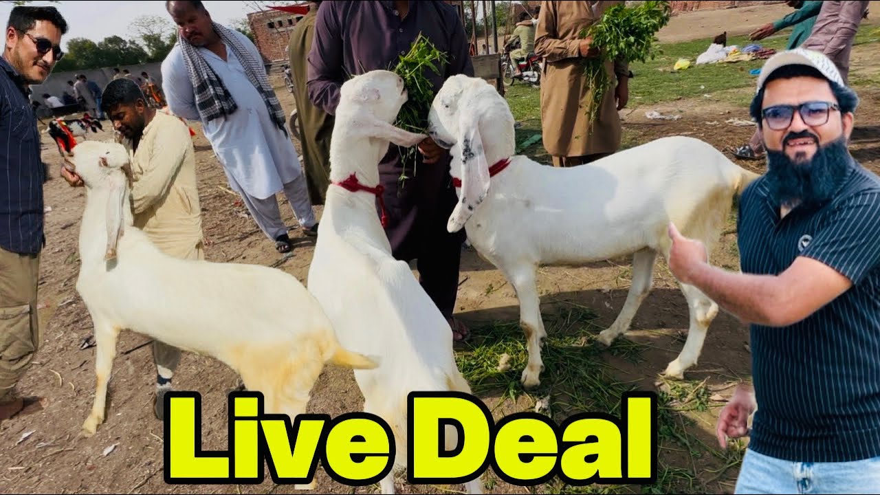 Live Soda Rajanpuri Makhi Cheene Bakre | Qurbani 2026 | LAHORI SHAUK | Shapur kanjra Mandi 