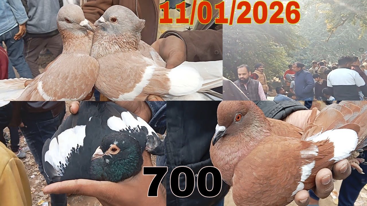 Nakkhas Lucknow kabootar market 11/01/2026 Lucknow kabootar Bazaar