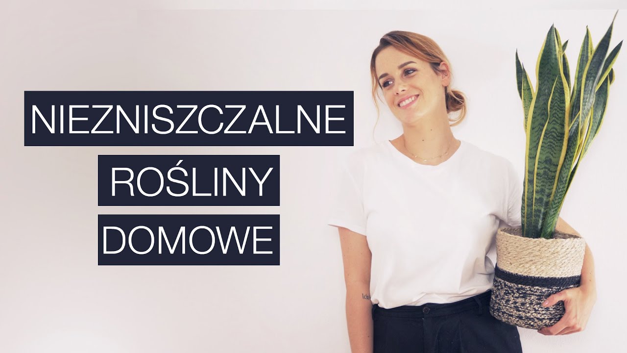 Tych roślin nie wykończysz tak łatwo - 5 roślin domowych dla początkujących!