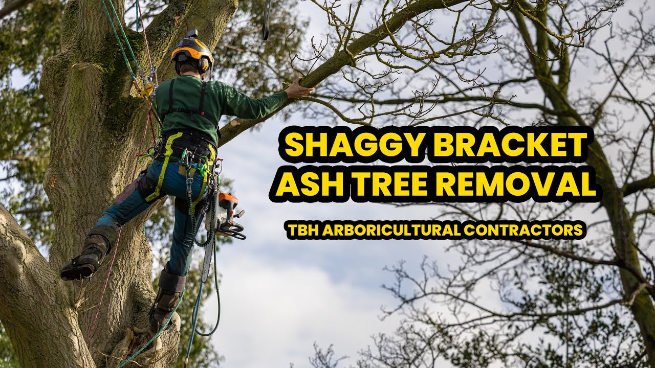 Arborist POV - Ash Tree Removal with Inonotus Hispidus (Shaggy Bracket)
