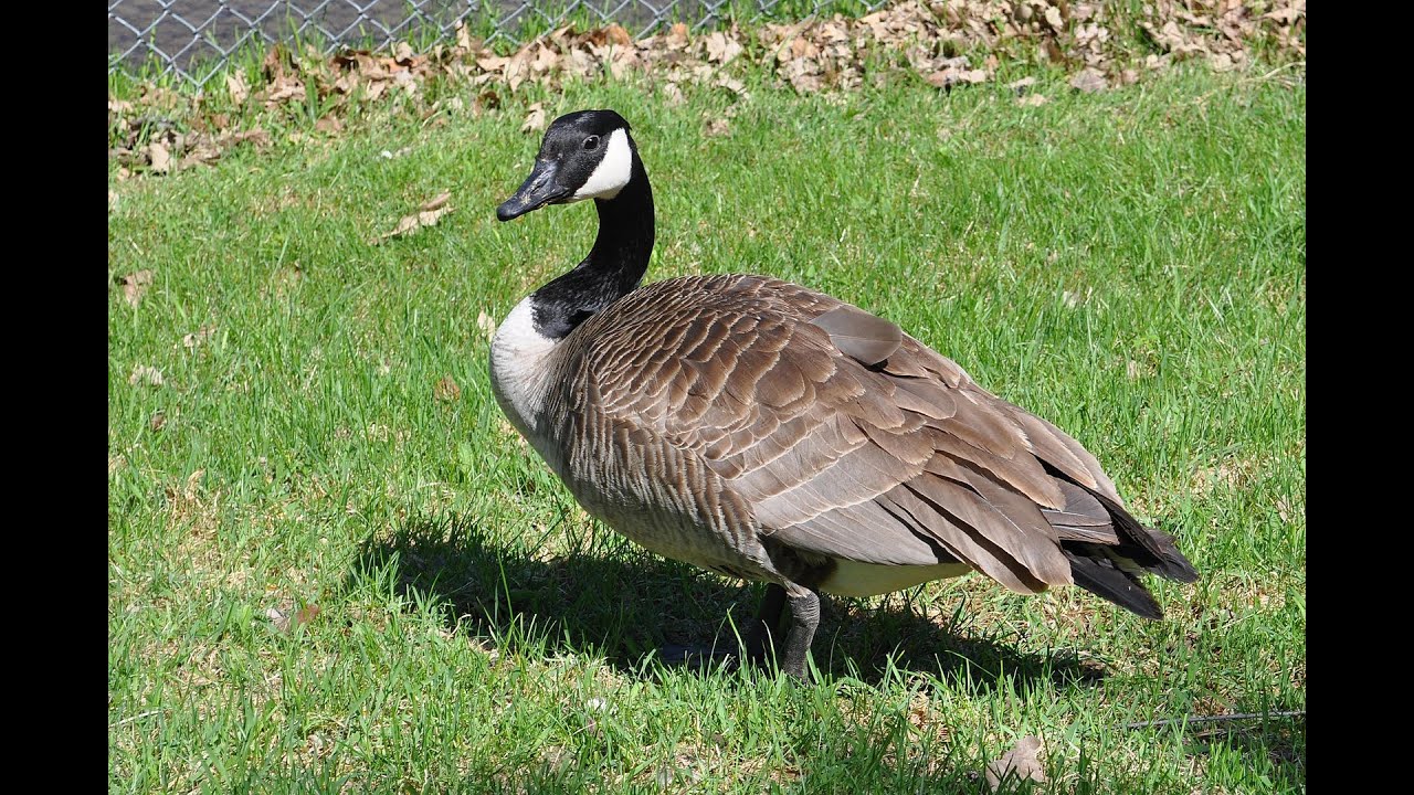 Canada Goose. Westbroekpark. Scheveningen. The Hague. Den Hage Wildfowl Cam | Humane Birding