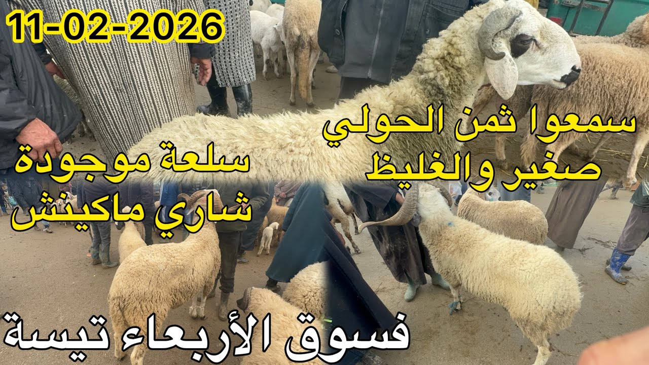 سمعوا ثمن الحولي صغير ولعليظ سلعة موجودة وشاري ماكينش فسوق أربعاء تيسة 11/02/2026