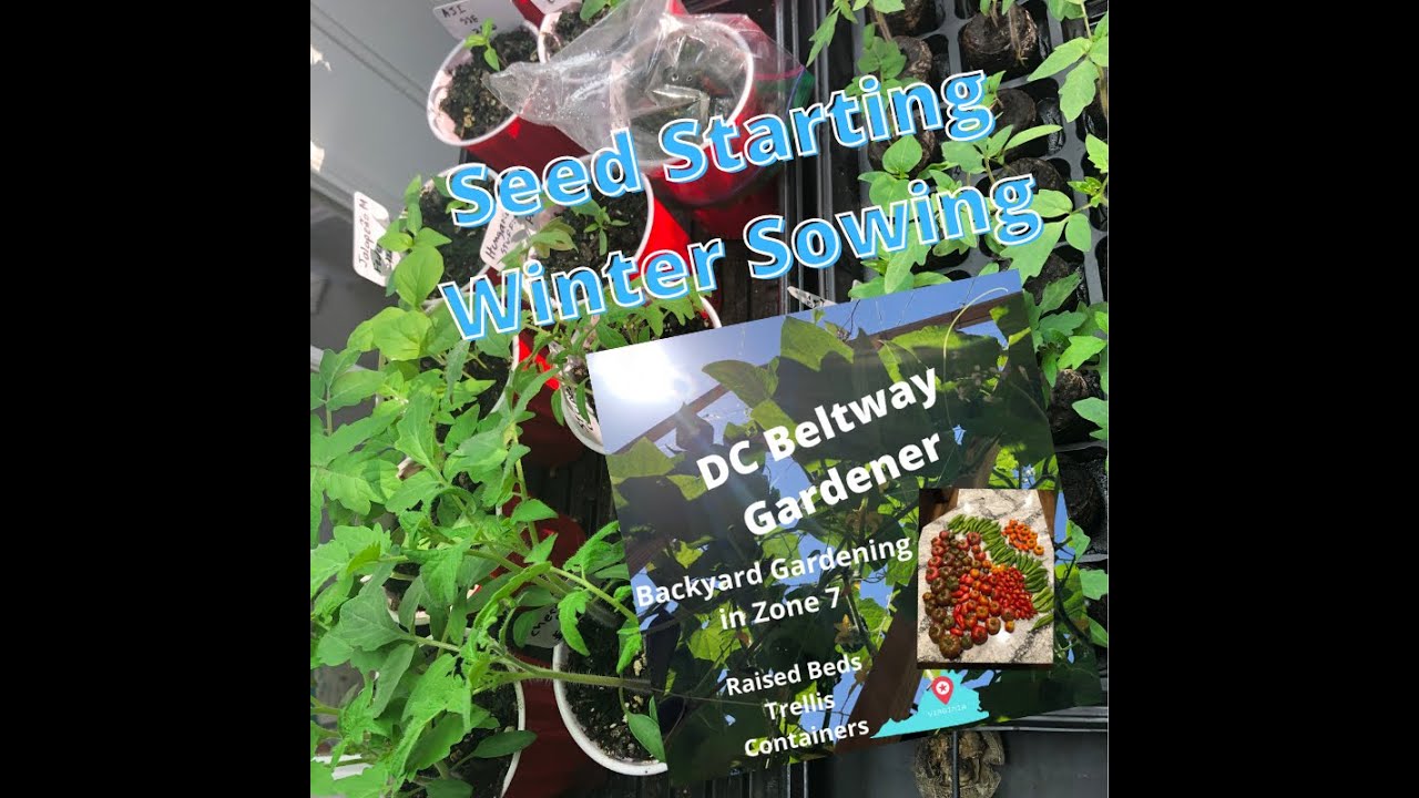 Start your Zone 7 garden  -- Raise seedlings under grow lights and with outdoor winter sowing.