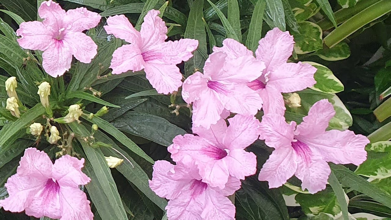 Ruellia Perennial flowering plant// Gives lots & lots of flowers throughout the year//Care guide