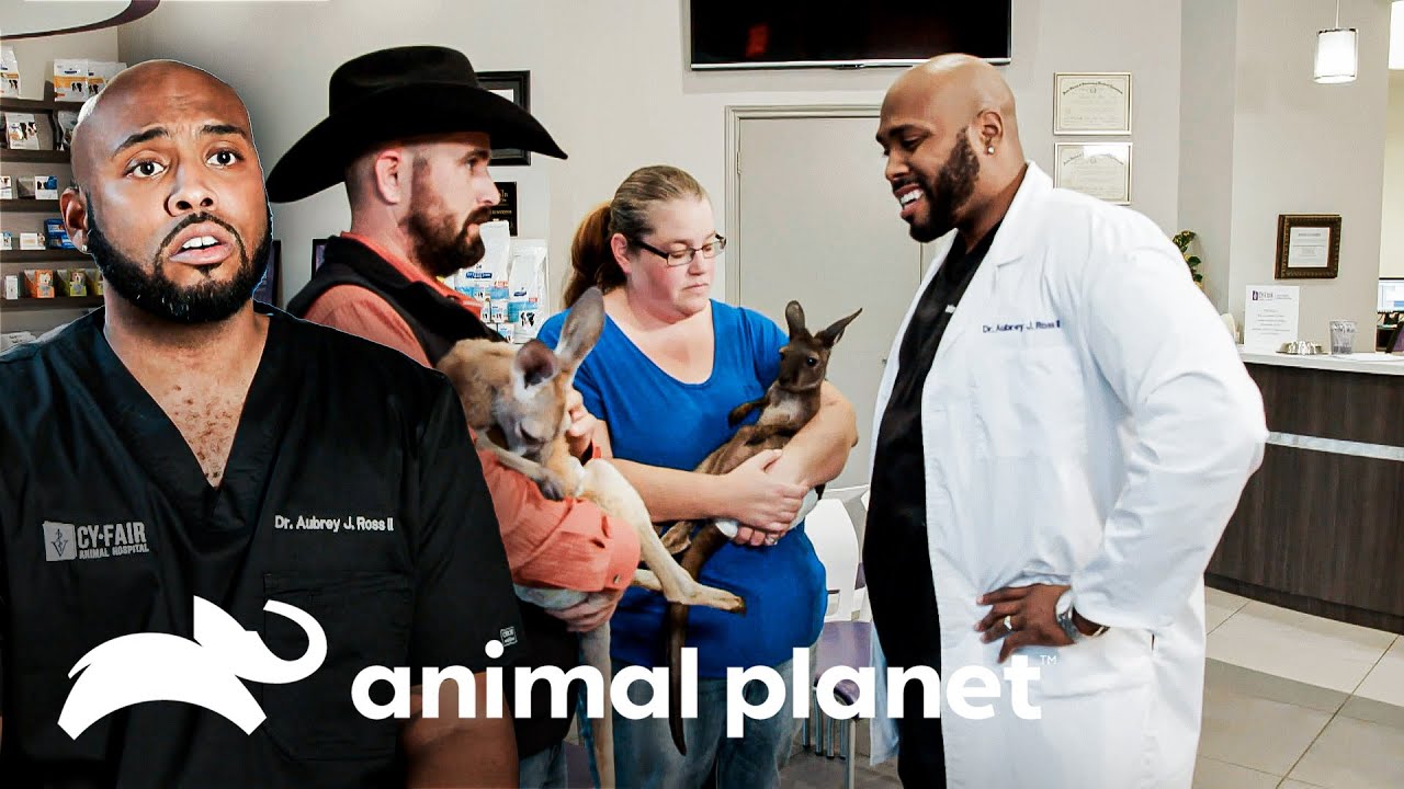 Equipe atende cangurus e filhotes de cachorro | Veterinários do Texas | Animal Planet Brasil
