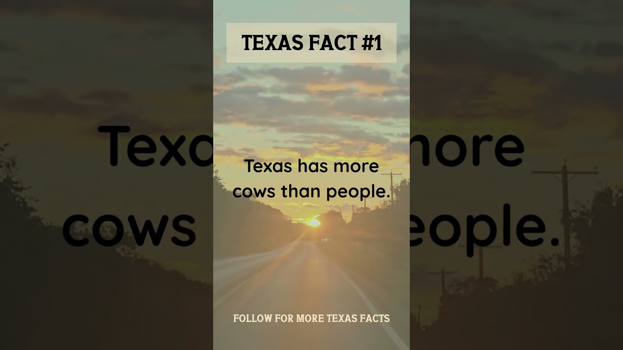 Texas Fact #1 &ndash; More cows than people #TexasFact #Texas #TexasVibes #ExploreTexas