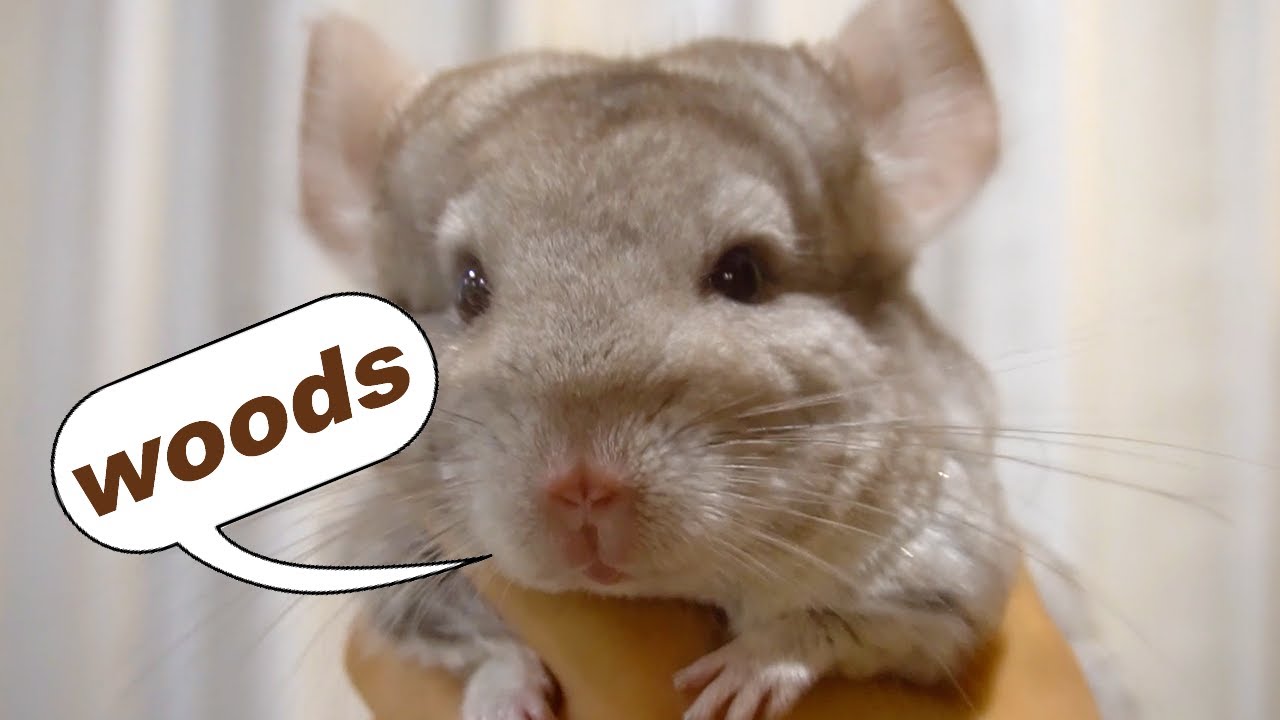Safe and Dangerous Woods For Chinchillas (+epic diy toy)