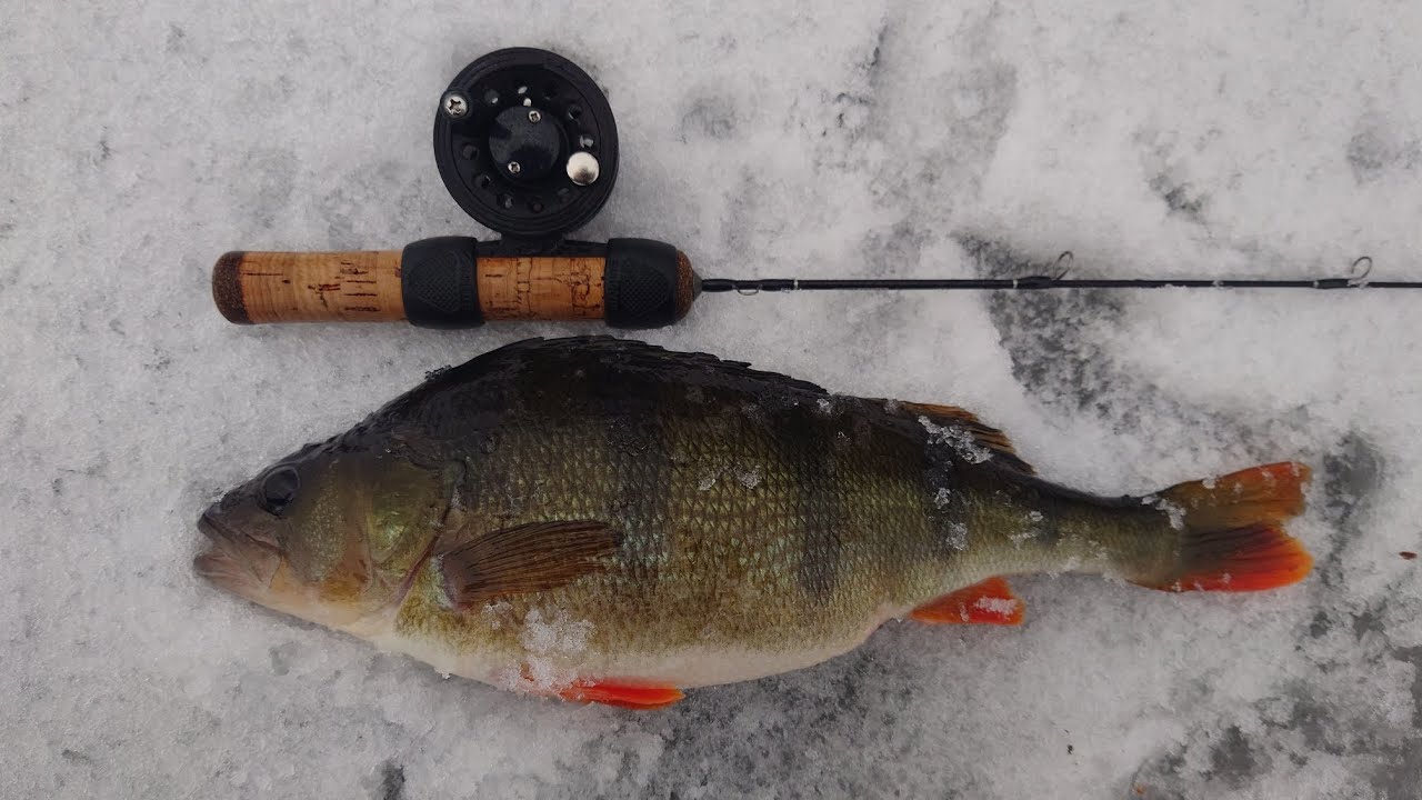 Ešerys žiemą, sekanti diena / Ice fishing for perch, next day