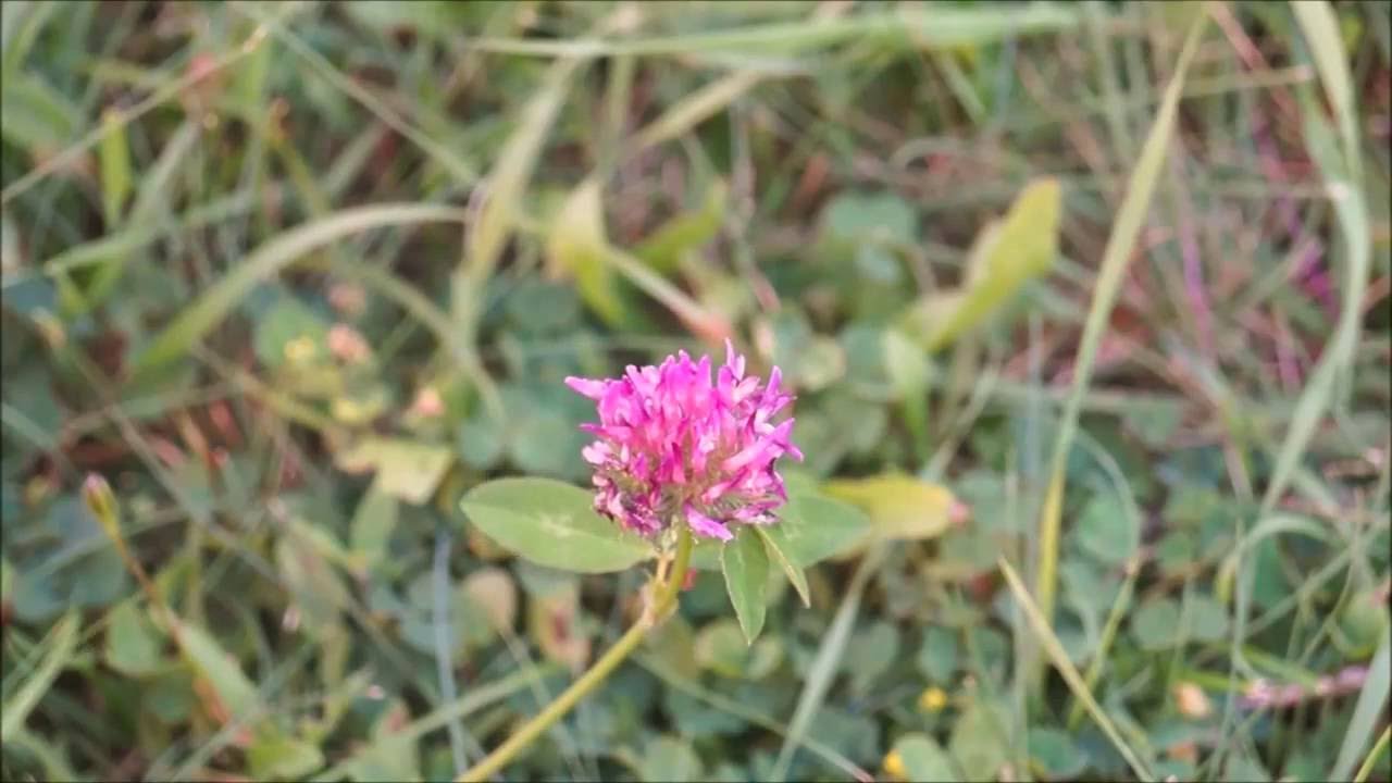 Gartenimpressionen: Rotklee