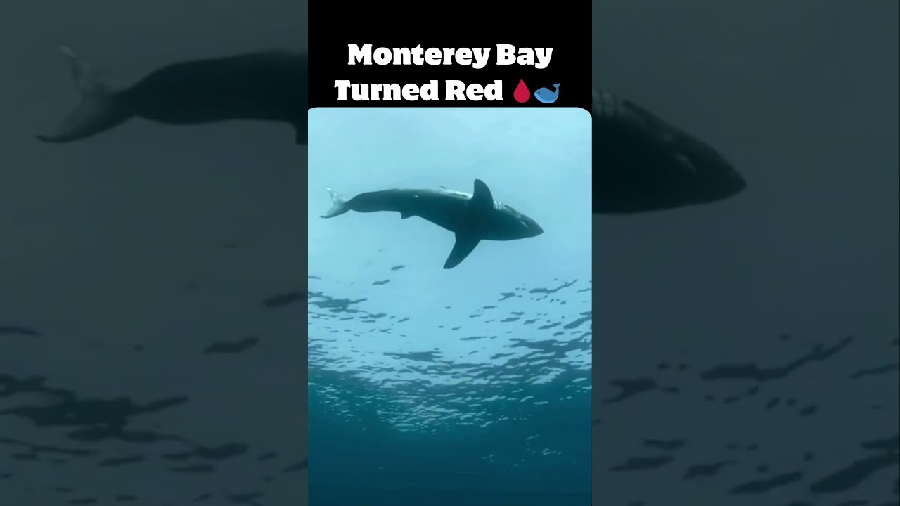 🔥 WATCH: Killer Whales Hunt a Whale in Monterey Bay! 