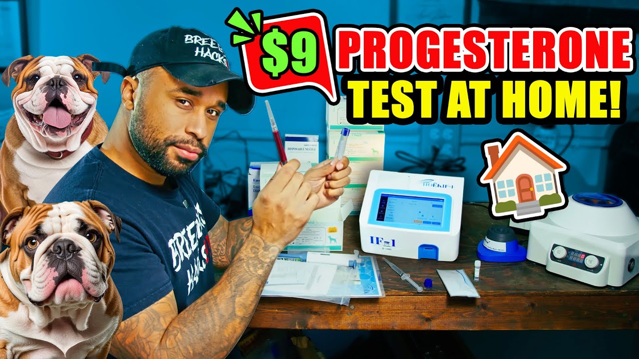 How to progesterone test your dog, $9 a test at home🏠 (*UPDATED*) Hoek IF-1