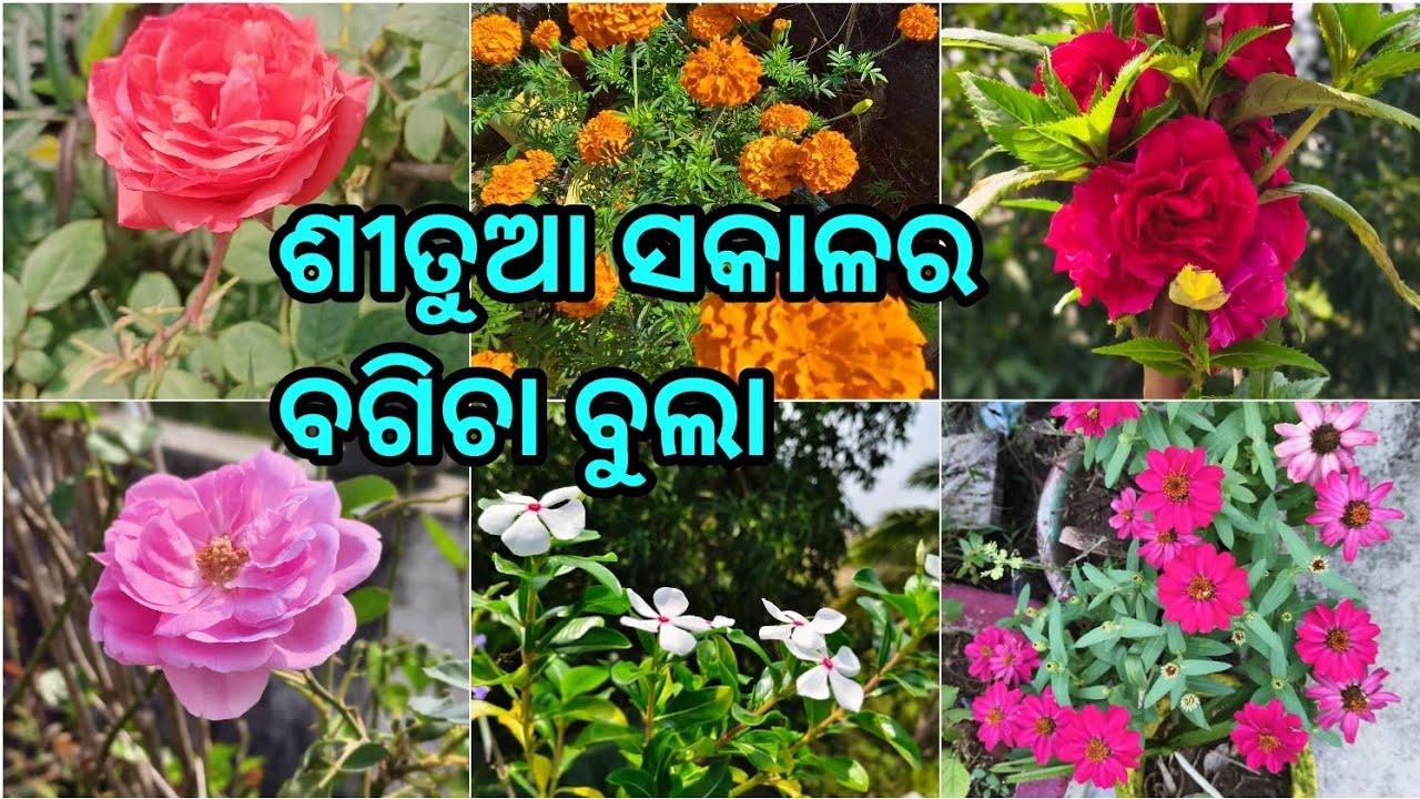ଶୀତୁଆ ସକାଳର🌄🌿🏵️ବଗିଚା ବୁଲା।