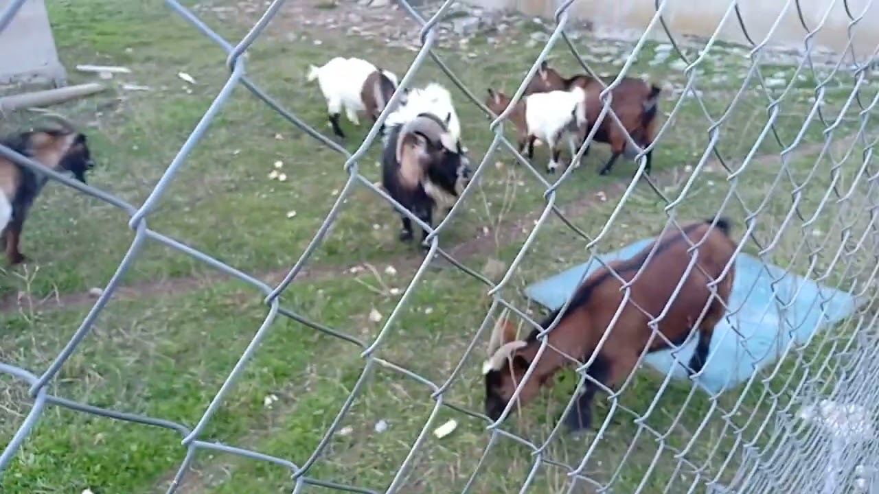 10 Cabras enanas  | AgroAnuncios.es