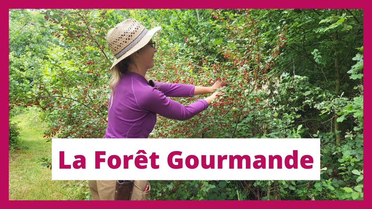 Le jardin-forêt, un nouvel art de vivre et de produire | La @ForêtGourmande présentée par Audrey