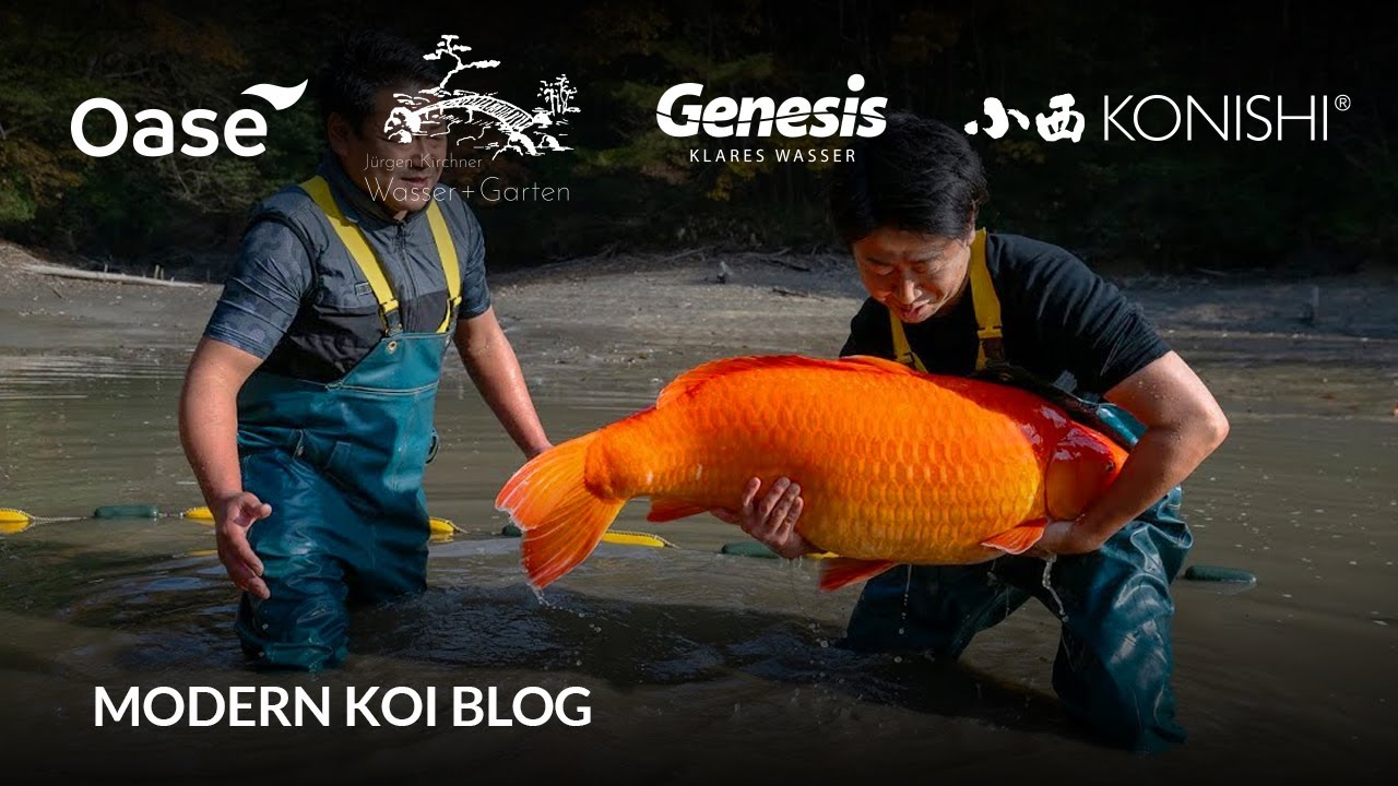 Modern Koi Blog #6337   Live aus Japan   Die Extra Jumbo Ikeage Komori