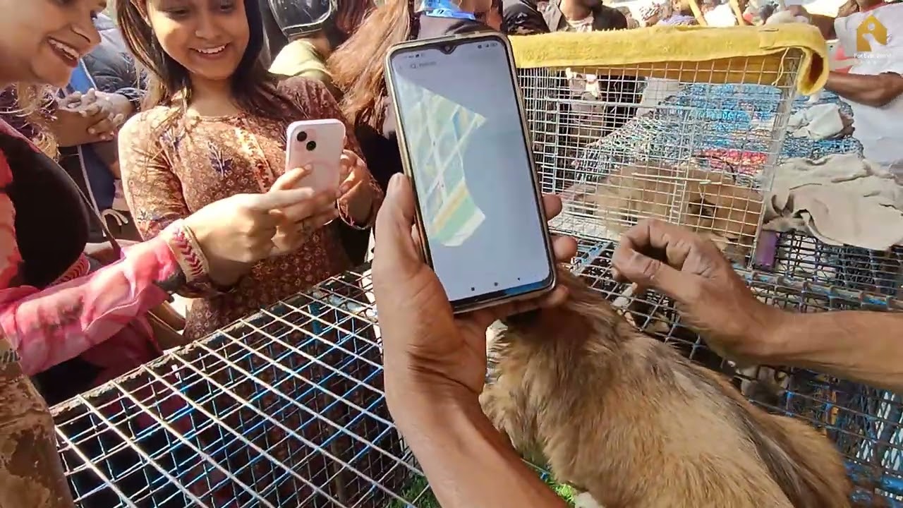 Galiff Street Pet Market Kolkata 2026: Current Status, Prices & Guide