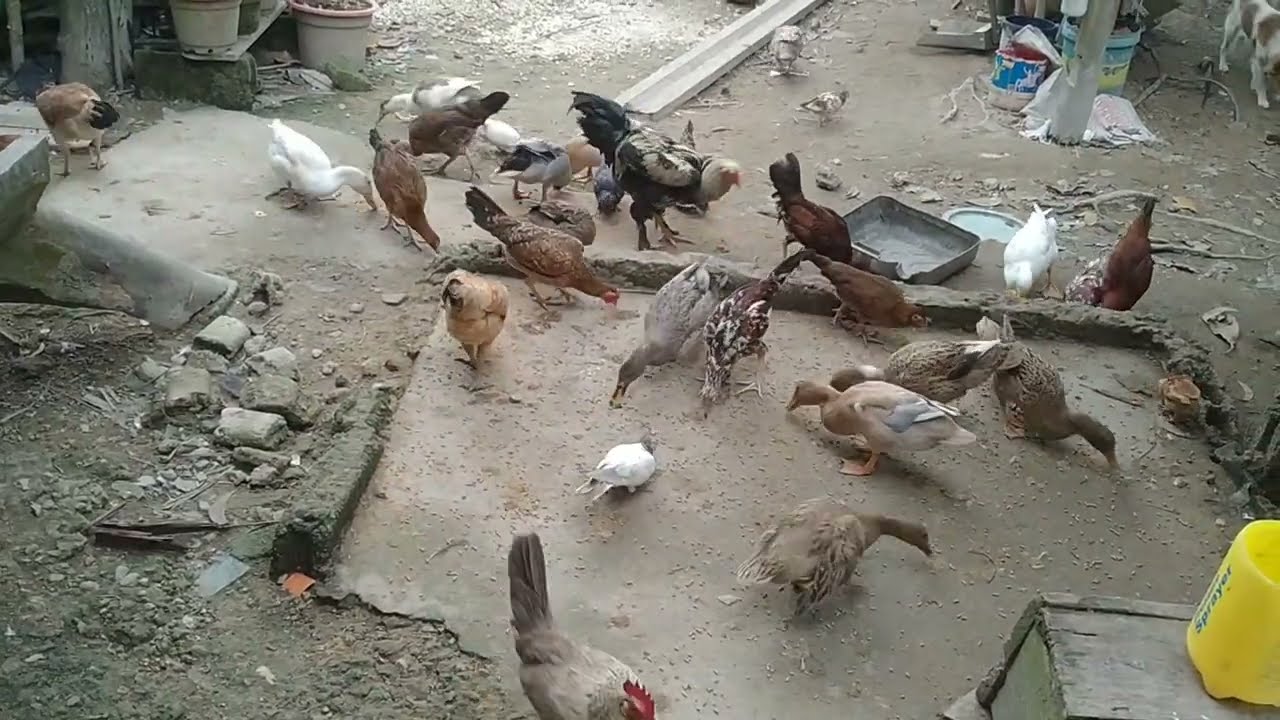 Feeding the chicken....             Morning routine 