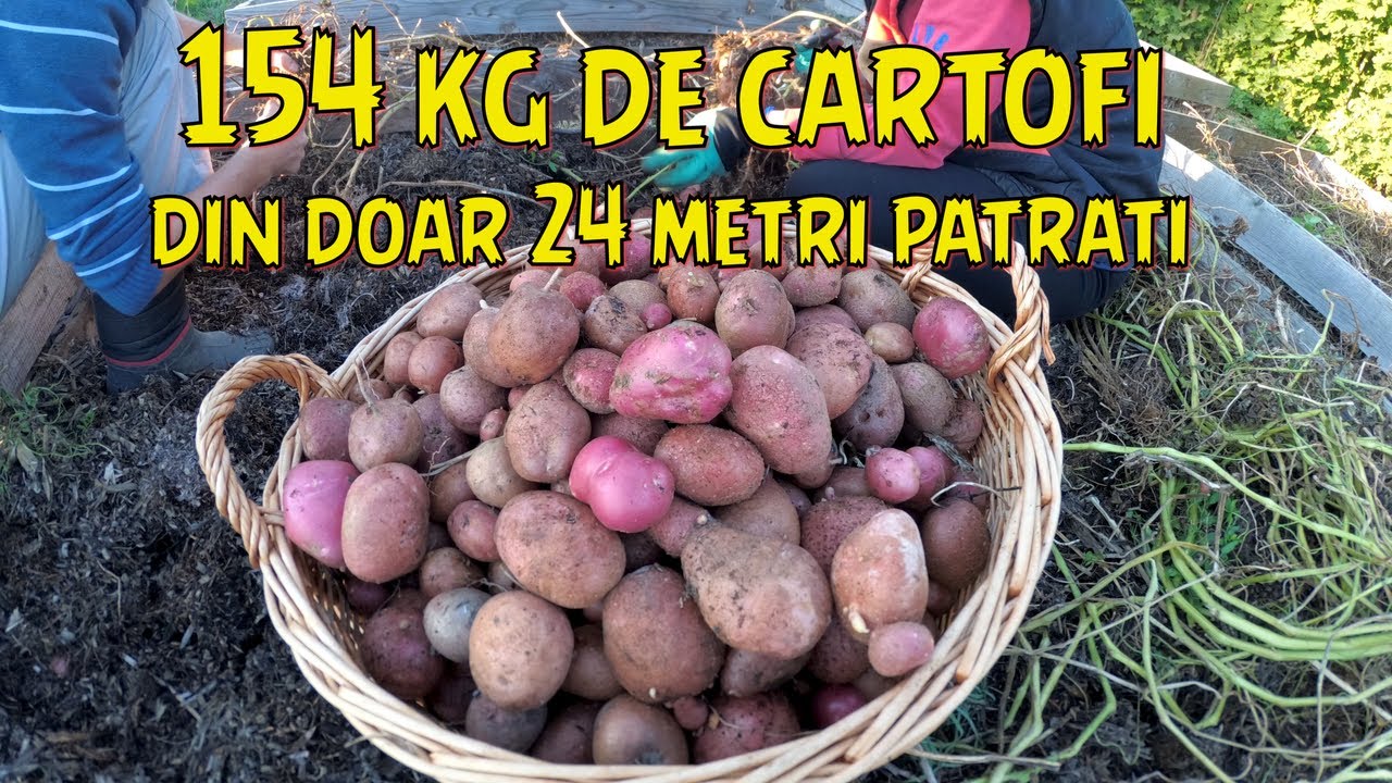 Am recoltat 154 kg de cartofi