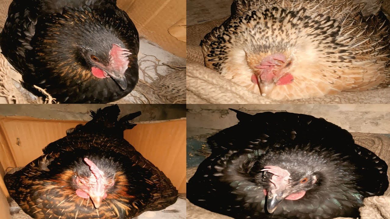 The Incredible Science of Desi Chicken Farming