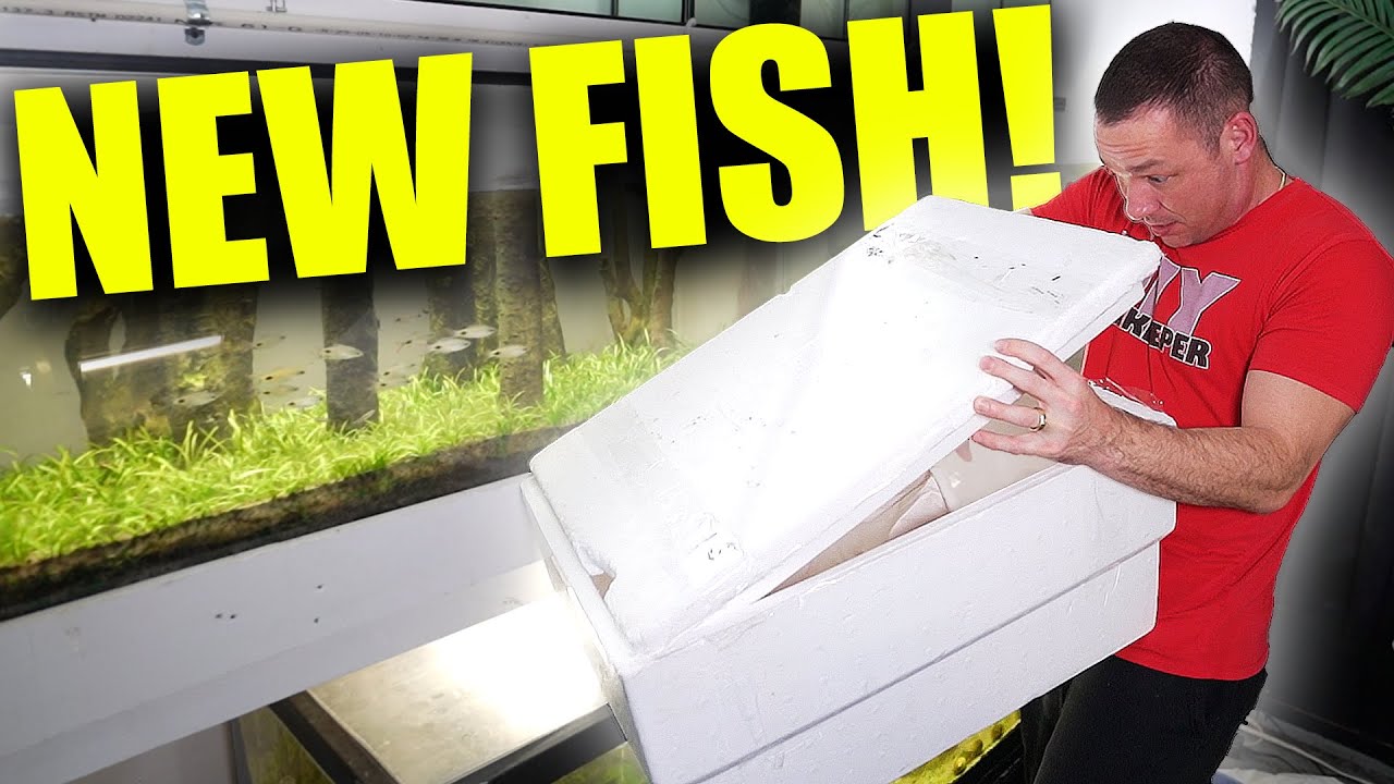Unboxing my NEW FISH! for planted aquariums the king of DIY