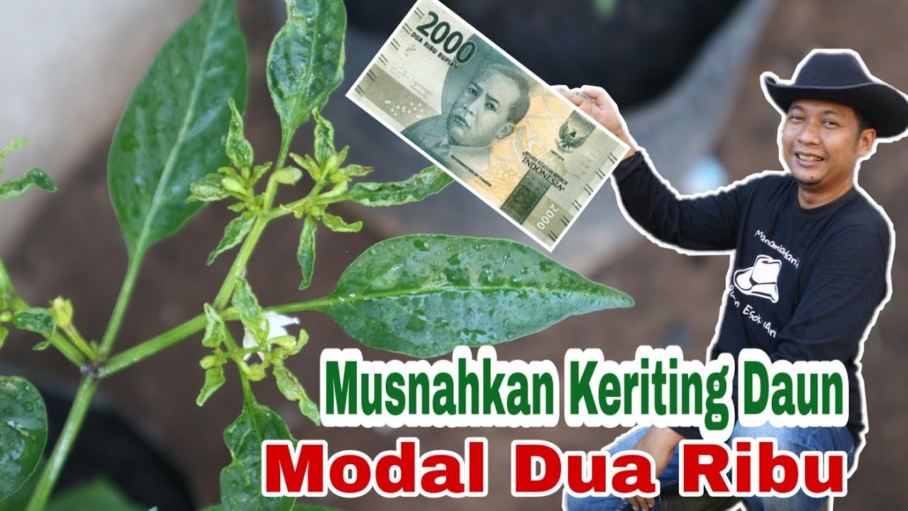METODE TERBARU, ATASI KERITING DAUN MODAL 2.000 RUPIAH SAJA !!