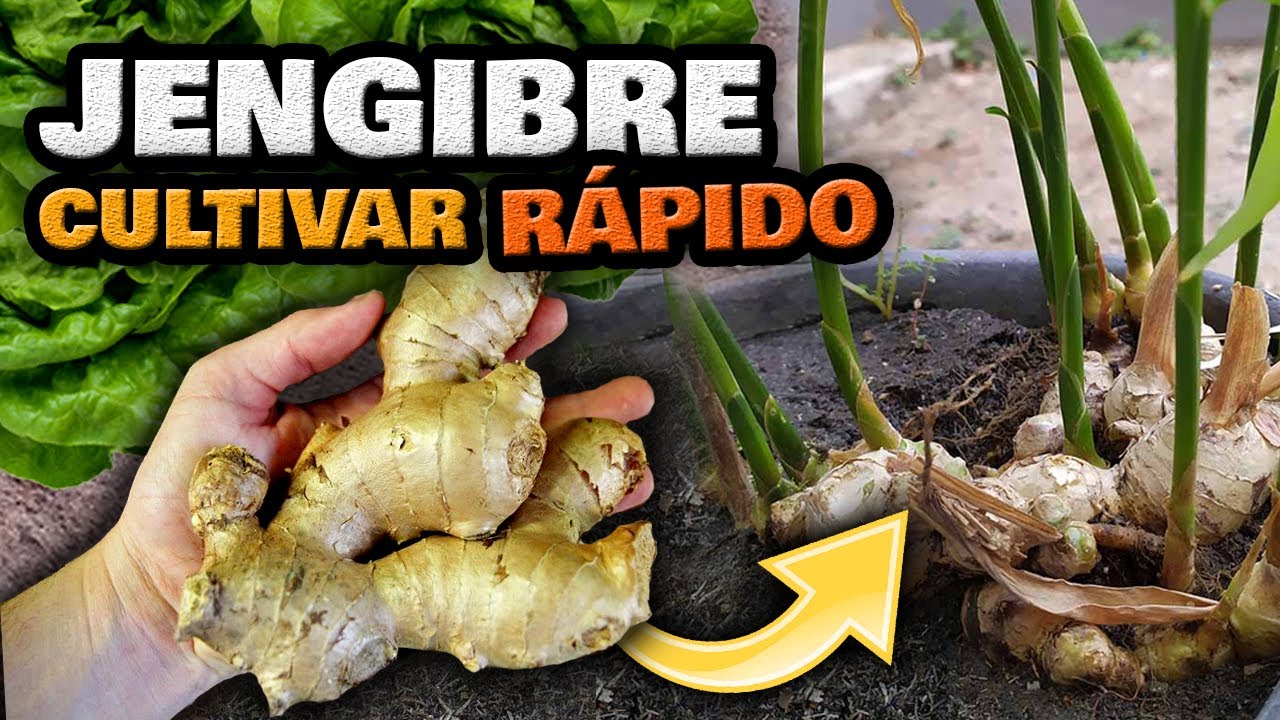 Como Plantar o CULTIVAR JENGIBRE en Casa EN UNA MACETA | Sembrar Jengibre Fácil y Rápido