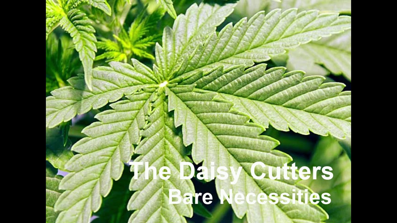 The Daisy Cutters: Bare Necessities
