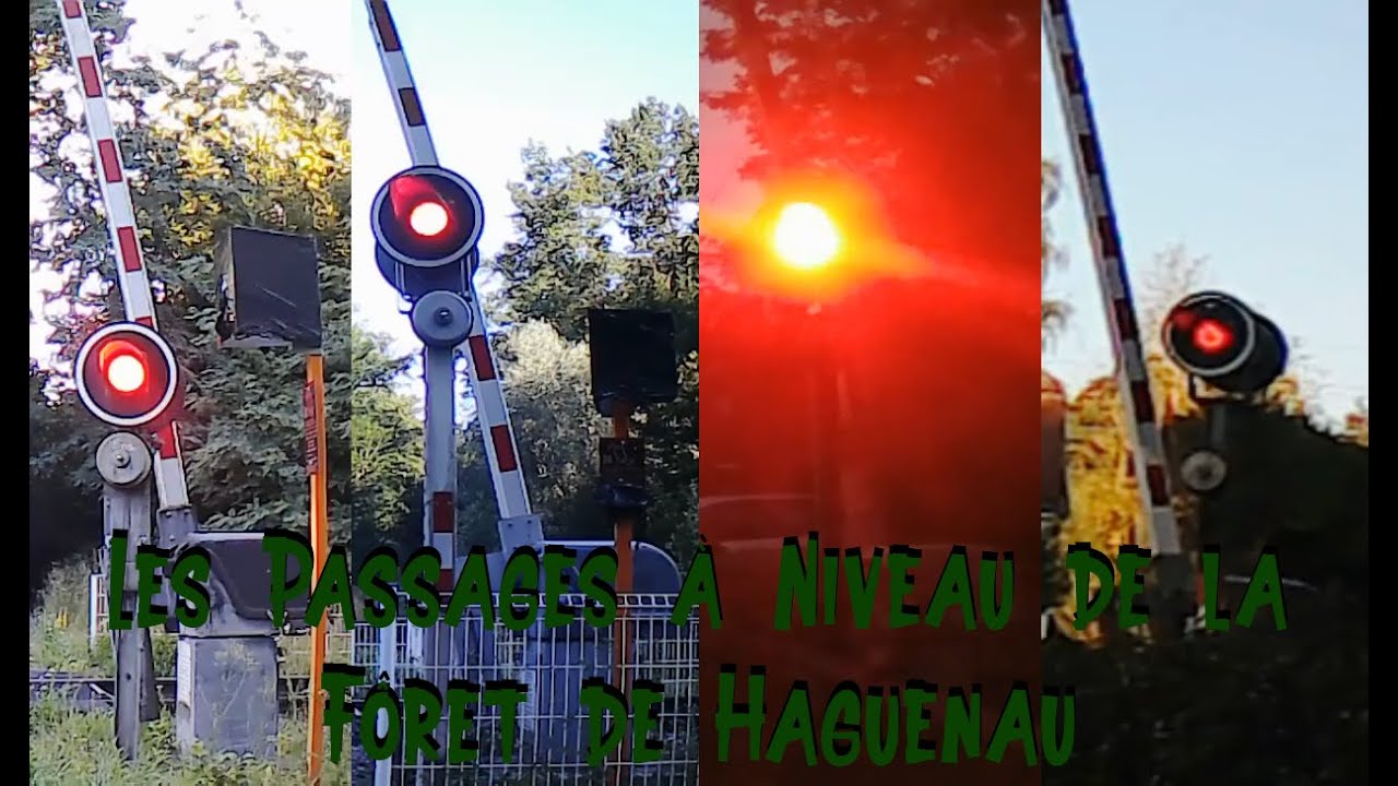Les Passages à Niveau de la Forêt de Haguenau