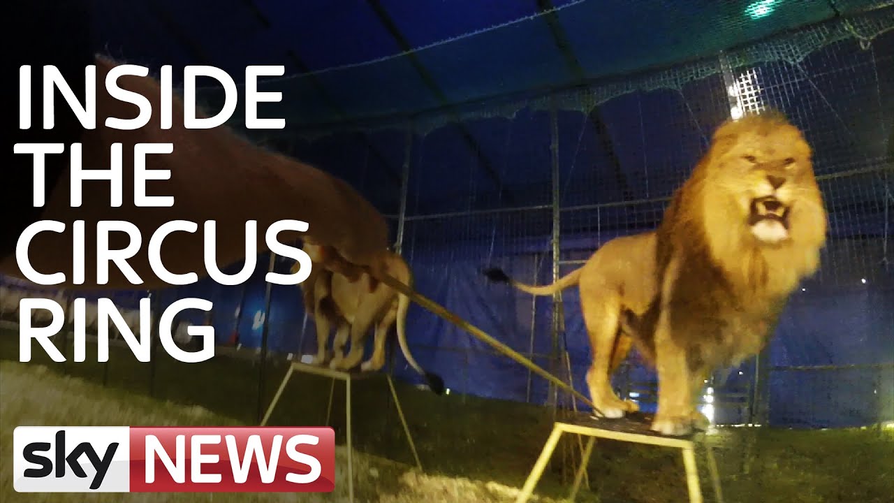 Lions Of Chipperfield's Circus: GoPro Footage From Training