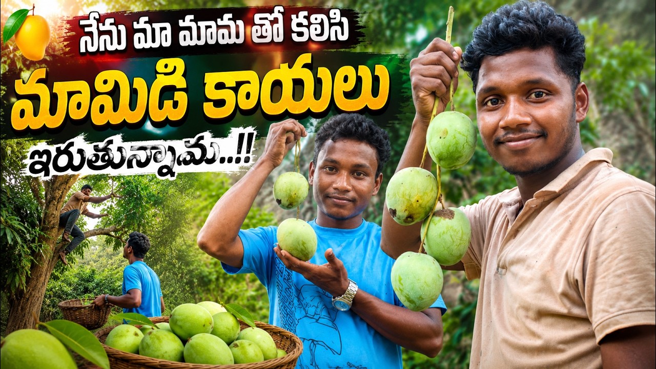 🥭 మా మామతో కలిసి మామిడి కాయలు ఏరుతున్నాం 😍|mango |harvesting mango|Seethampeta tribal culture |