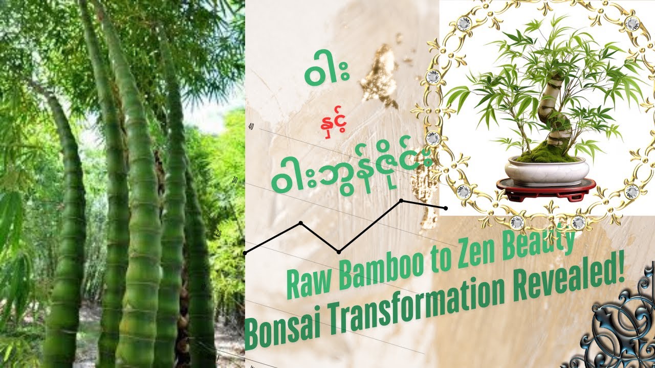 Raw Bamboo to Zen Beauty..ဝါး နှင့် ဝါးဘွန်ဇိုင်းအကြောင်း