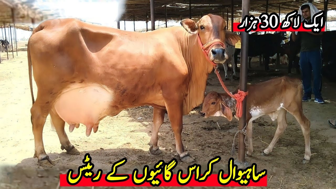 Sahiwal Cow In Pakistan | Sahiwal Cow Price | Sahiwal Nsal Ki Gay | Cow Mandi 2023