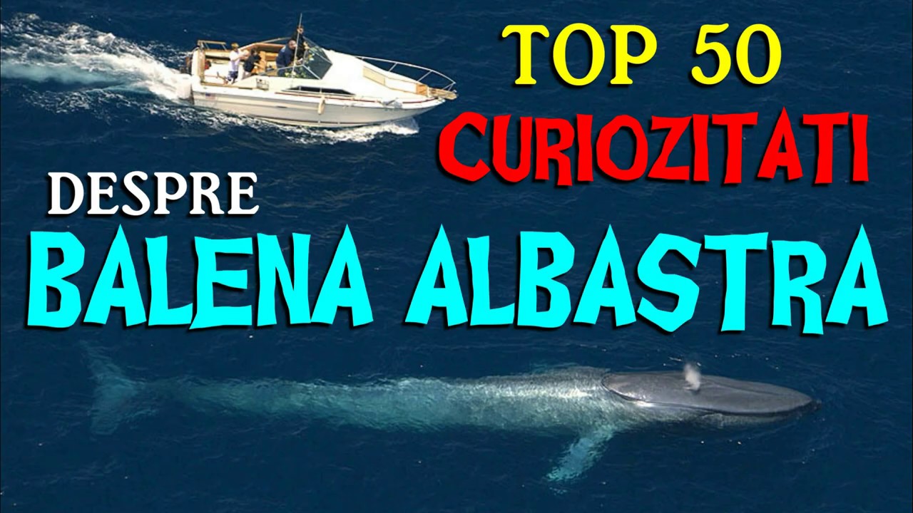 Top 50 curiozitati despre BALENA ALBASTRA