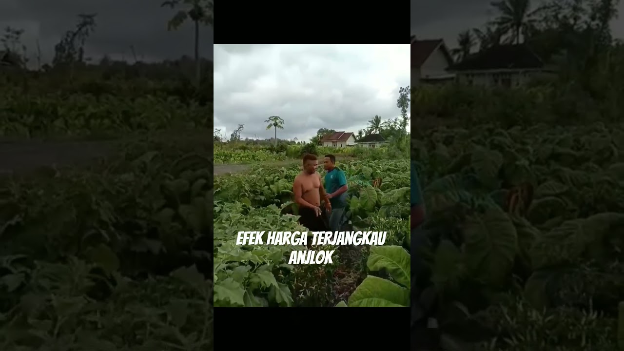 viral...efek harga tembakau anjlok, petani ini melibas seluruh tanaman tembakaunya
