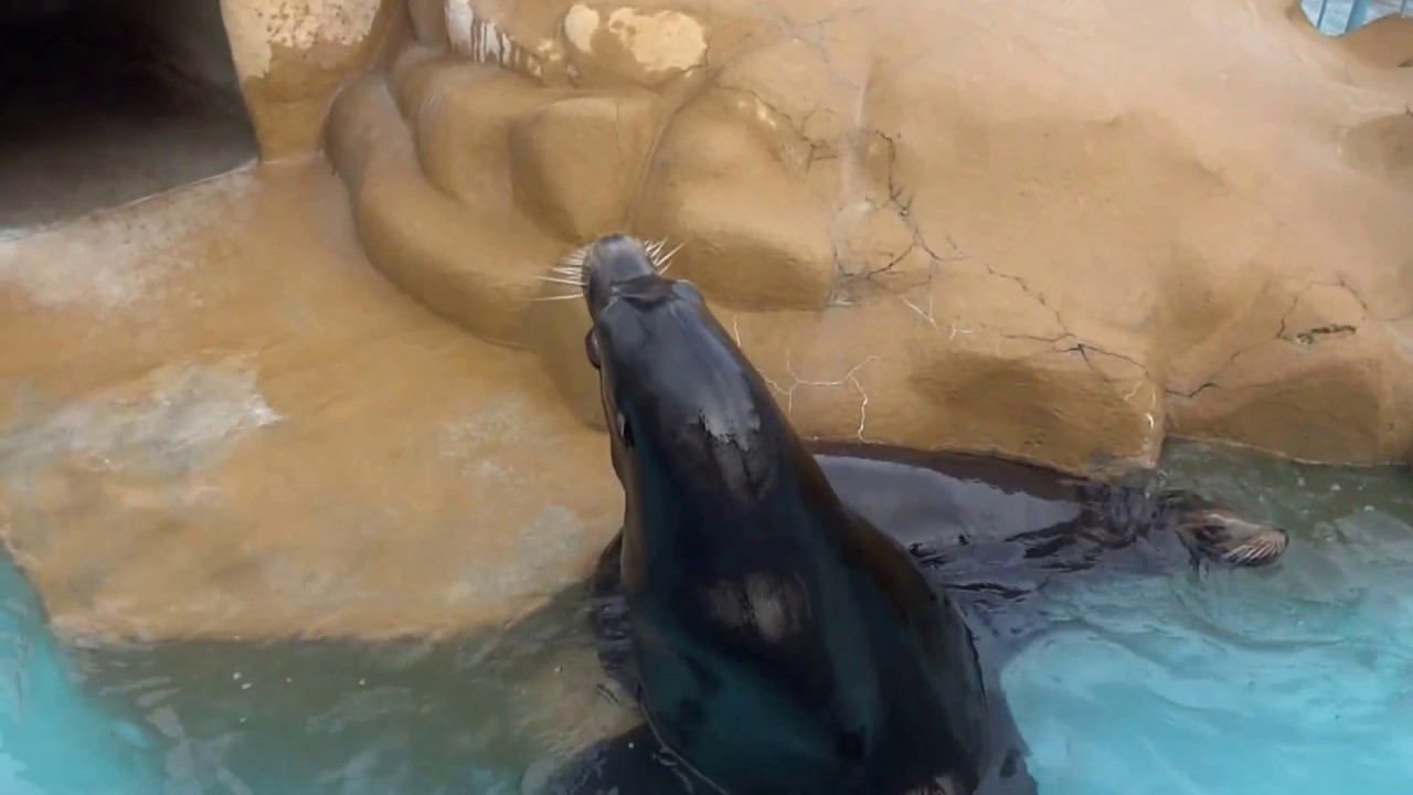 カリフォルニアアシカ　鳴き声　長野市城山動物園
