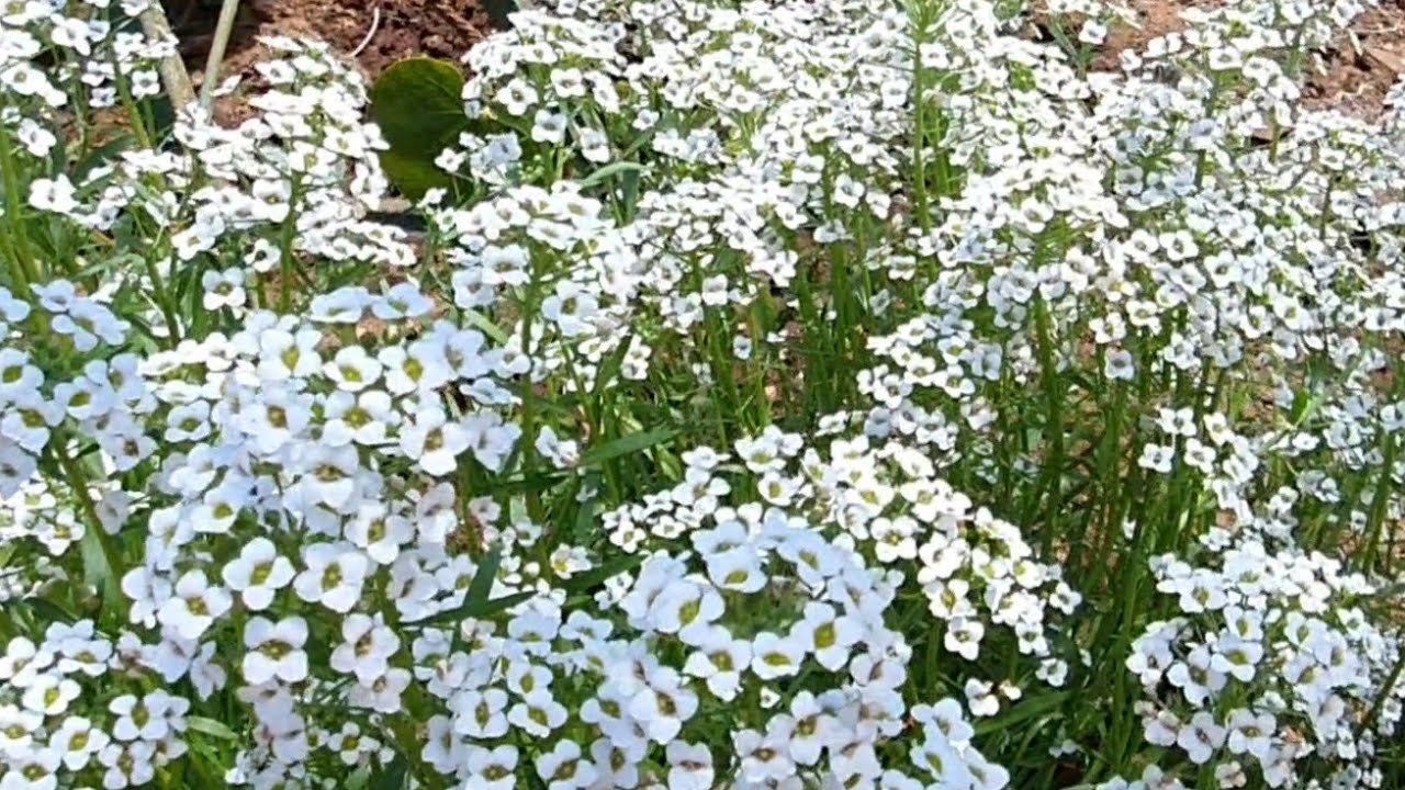 Plants of Coonoor - Sweet Alyssum | Lobularia Maritima