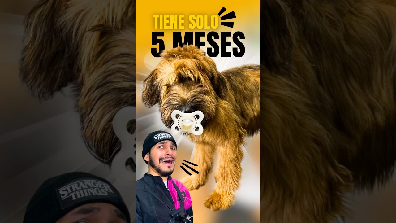 ES UN PERRO BEB&Eacute; GIGANTE🤯 &iexcl;EL FAMOSO BRIARD! #shorts #viralvideo #victorthegroomer