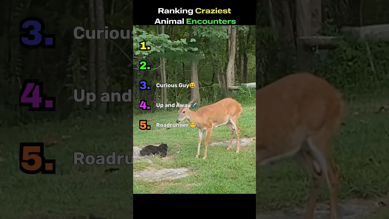 Ranking Craziest Animal Encounters