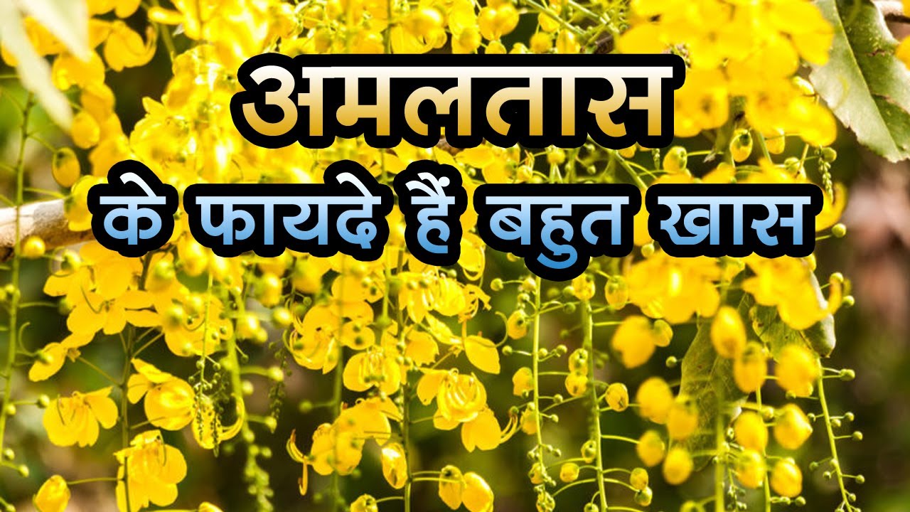 अमलतास: 6 बीमारियों से रखें दूर,  हर भाग है खास पत्ते, तना और फूल