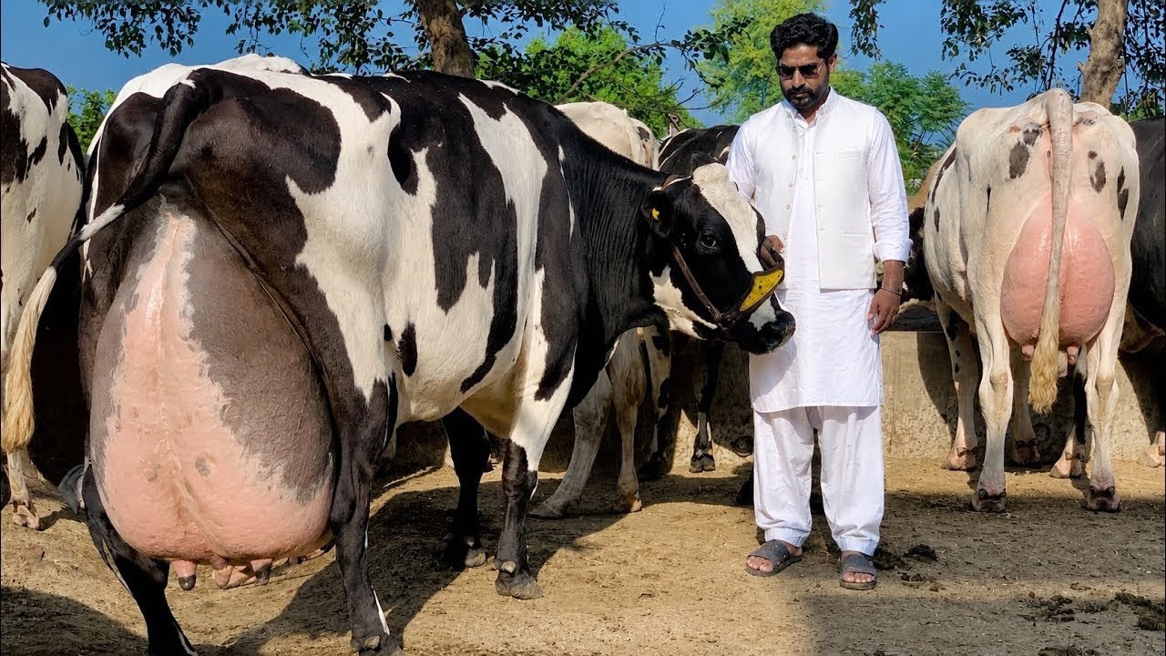 Girlando Cow In Punjab | Hf Cow | Big Cow | Cow Farm | Cow Videos | HF Breed Cow