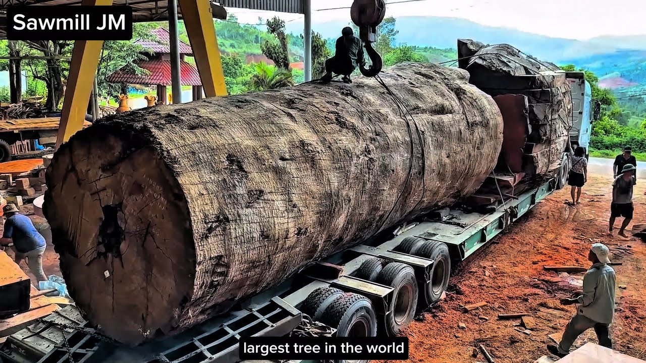 world's largest tree